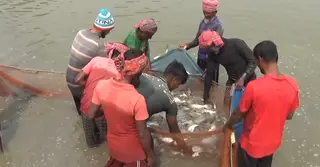 মাছ চাষে অ্যান্টিবায়োটিকের ব্যবহার, ঝুঁকিতে জনস্বাস্থ্য-পরিবেশ ও খাদ্যনিরাপত্তা